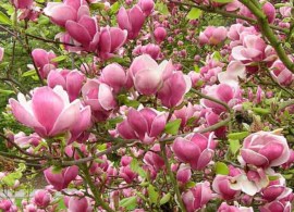 magnoliya sulanzha_enl